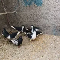 کبوتر رنگی|پرنده|قیدار, |دیوار