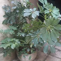 گل طبیعی