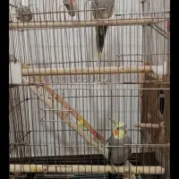 3 عدد عروس هلندی