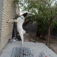 فروش بز افغانی درجه یک با دوتا کهره نر و ماده|حیوانات مزرعه|مهر, |دیوار