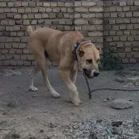 سگ نگهبان