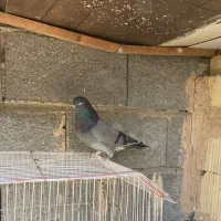 کبوتریرانی|پرنده|میناب, |دیوار