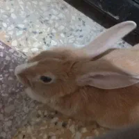 خرگوش|موش و خرگوش|بهبهان, |دیوار