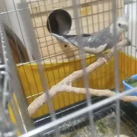 عروس هلندی وایت فیس مولد تضمینی|پرنده|بانه, |دیوار