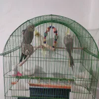 عروس هلندی