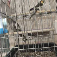 عروس مولد|پرنده|داراب, |دیوار