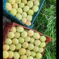 برداشت بادام  و گردو به صورت شراکتی