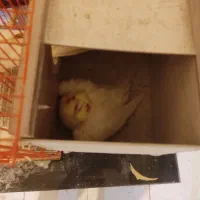 عروس هلندی|پرنده|باسمنج, |دیوار