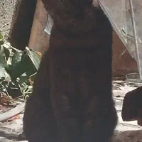 بریتیش نر دوساله عقیم نیست