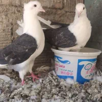 یک جفت کبوتر تهرونی
