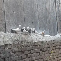 کبوتر