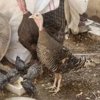 جوجه آمروک