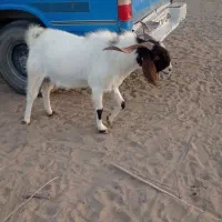 پاچین