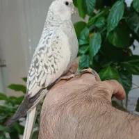 فروش پرنده|پرنده|سامان, |دیوار