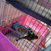 یک جفت قناری قرص + دوعدد جوجه+۵تا تخم و جوجه