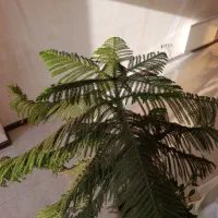 گیاه آپارتمانی|گل و گیاه طبیعی|رباط‌کریم, رباط‌کریم|دیوار