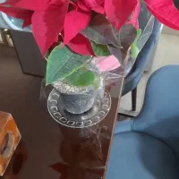 گل بنت قنسول تازه