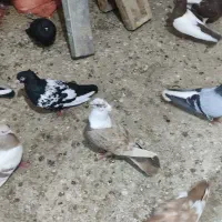 کفتر|پرنده|شیراز, شهرک بهشتی|دیوار