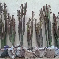 افوربیا گلدان گل