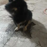 چهارمیلیون|سگ|ایرانشهر, |دیوار