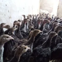 جوجه بوقلمون برنز سینه پهن/نیمچه بوقلمون|حیوانات مزرعه|تهران, نعمت‌آباد|دیوار