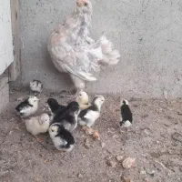 فروش مرغ گلین
