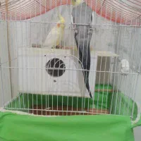 عروس هلندی ماده ونر|پرنده|قزوین, |دیوار