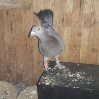 دوعدد کفتر|پرنده|اسفراین, |دیوار