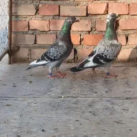 کبوتر مسافتی