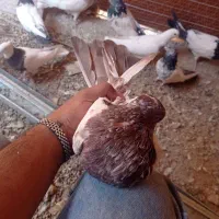 کبوتر کله دار|پرنده|کبودرآهنگ, |دیوار