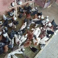 120 عدد کبوتر رنگی
