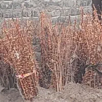 نهال عناب اوکراینی|خدمات باغبانی و درختکاری|بیرجند, |دیوار