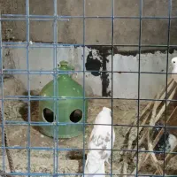 نر کم خال عتیقه