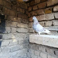 کبوتر|پرنده|صائین قلعه, |دیوار