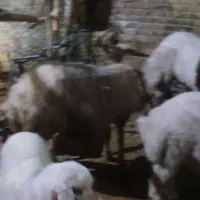 بره گوسفند میش