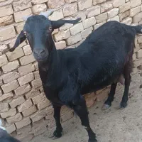 بز مورسیا
