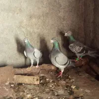 سبز