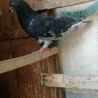 کفتر|پرنده|قم, صفائیه|دیوار