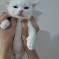 گربه