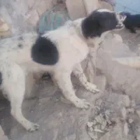 فروش سگ لجنی دست وپا خال خالی