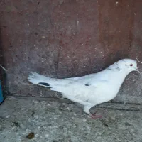 یک جفت کفتر|پرنده|ری, تقی آباد|دیوار
