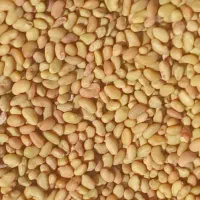 بهترین بذر خارجی بدون سس و اصلاح شده تضمینی