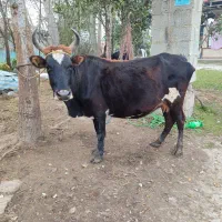 گاو با گوساله نر