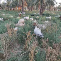 کره نروماده، گیسهبزاستاق بز آبستن سنگین جمل زاچپوش