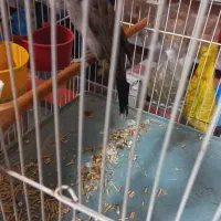 قناری|پرنده|کارون, |دیوار