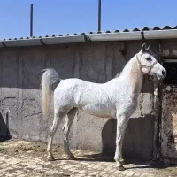 فروش مادیان سواری دار