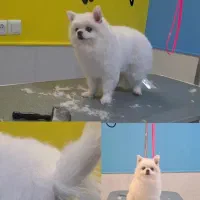 آرایشگر حیوانات خانگی|خدمات آرایشگری و زیبایی|ساوه, |دیوار