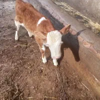 گوساله ماده 40روزه سیمینتال اصل