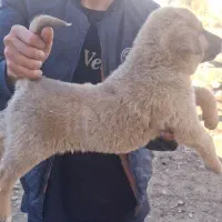 سگ سرابی اصیل|سگ|بیستون, |دیوار