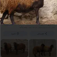 شیر میش